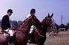 1971_17_montangerand_p.jpg